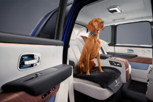 20 Outrageously Lavish Gifts to Pamper Your Pets This Christmas
