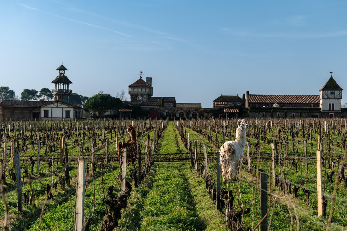 These Wineries Around the World are Rethinking Sustainability