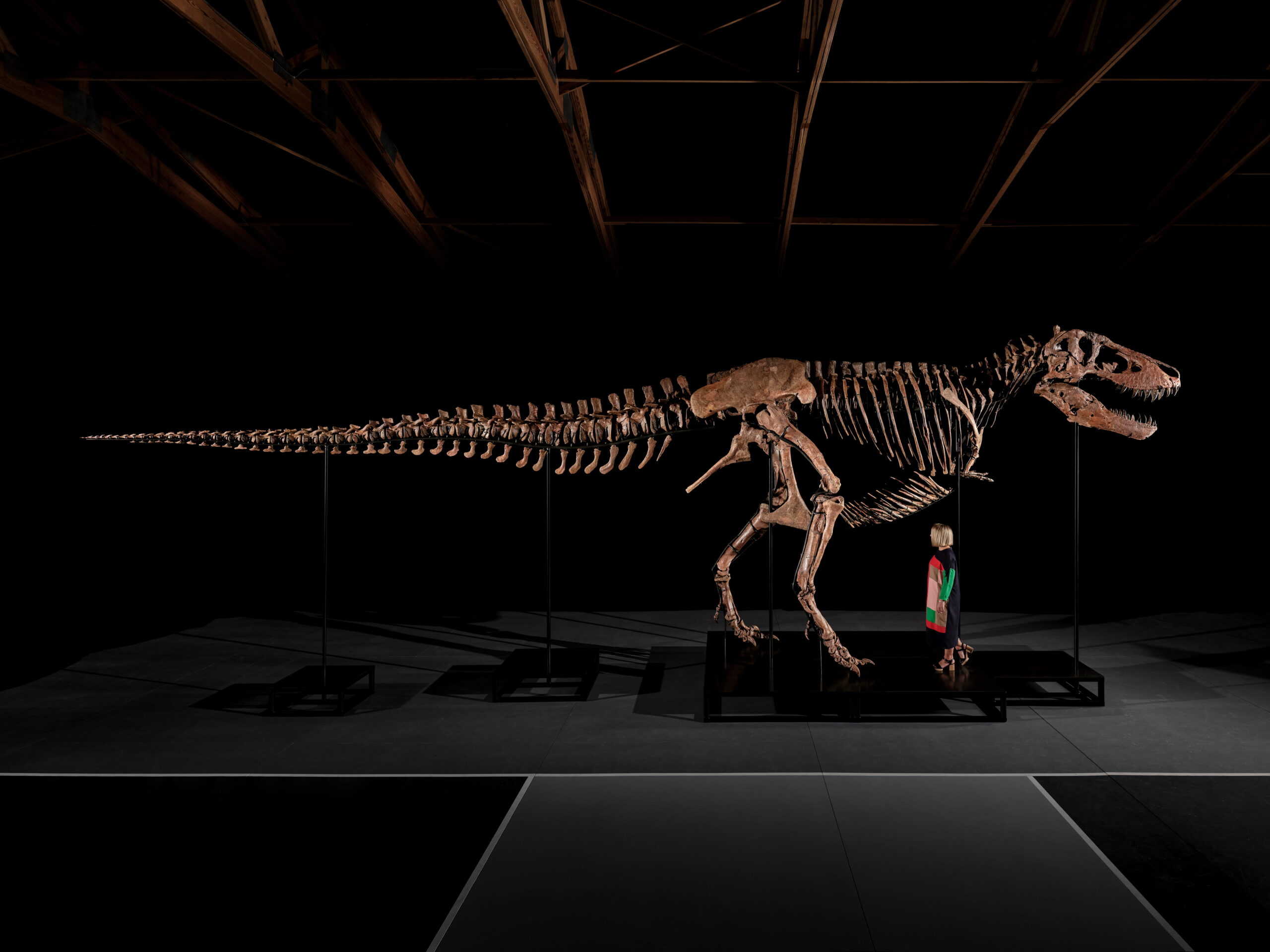 You Could Own One of the Largest T. Rex Fossils Ever Discovered